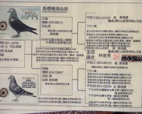 拍賣鴿之父血統表