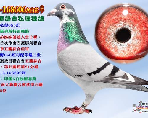 母鴿