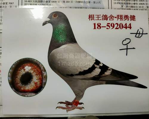 贈送鴿