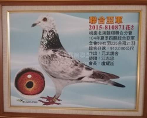 母鴿弟弟