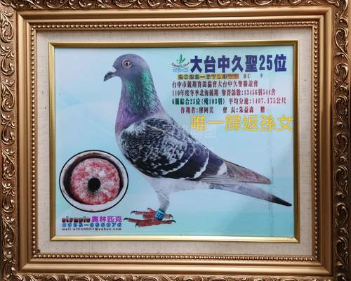 拍賣鴿表姑姑