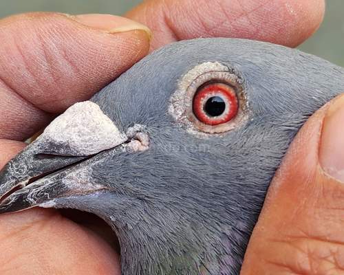 鴿眼