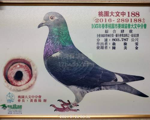 拍賣鴿祖父