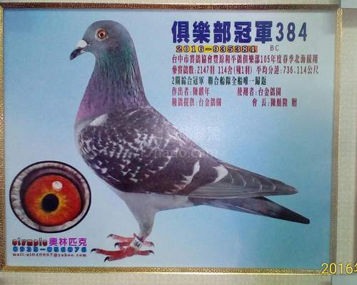 附贈鴿曾祖父
