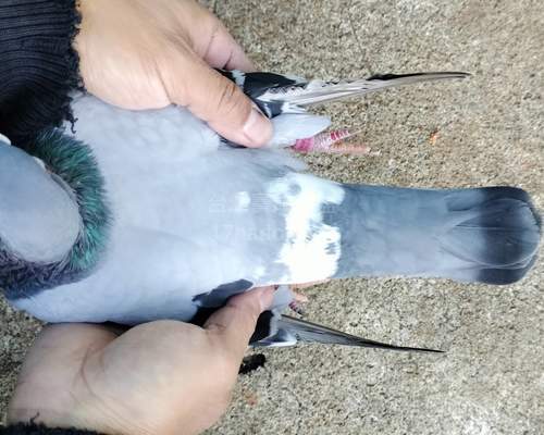 贈送公腰尾