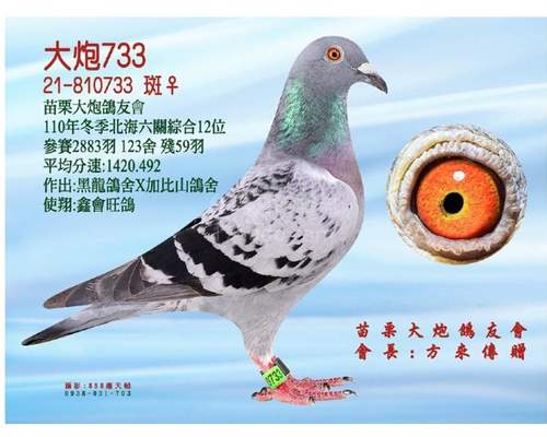 拍賣鴿半姊