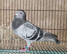 淺斑815