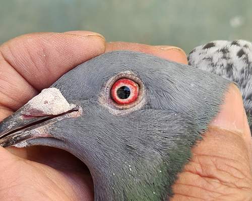 鴿眼