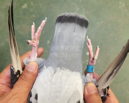 臀部