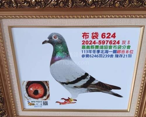母鴿全弟