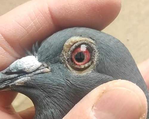 母鴿眼