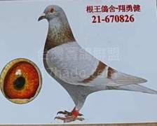銀826