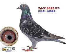 黑馬冠軍季軍之孫