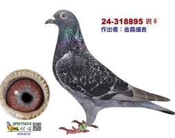 黑馬冠軍季軍之孫 2024-00318895