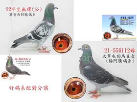 楊阿騰112