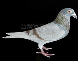 金幣X范阿爾罕 2021-00008908