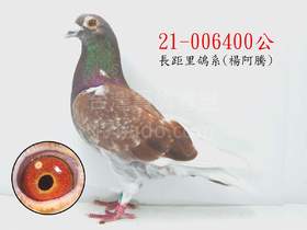 萬德維根鴿系400