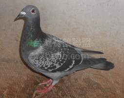大文中北海春季綜合四位直孫女 2024-00222094